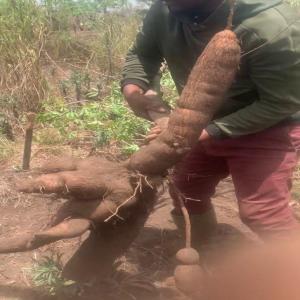 Vente de 3ha de tubercule de Manioc naturel  - autres bonjour à tous--nous disposons de 3ha de manioc 3ans d âge bien mature à l ouest cameroun ville de foumbot.--nous vendons entièrement.--si vous le souhaitez nous pourrions les transformés en une ou plusieurs dérivés( tapioca,  farine,    bolobolo,  amidon