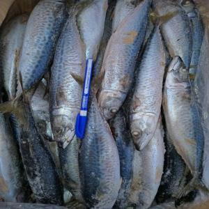 POISSON CONGELÉ  - poissons nous sommes une entreprise sénégalaise et nous exportons des produits halieutiques tels que le poisson congelé. nous sommes à la recherche de clients très sérieux pour des conteneurs de poissons congelés, (chinchard,  maquereau, pelon,  sardinelle, mullet, 