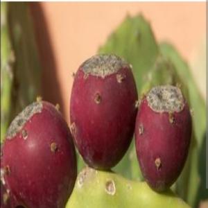 Figue de Barbarie rouge - fruits et légumes cette figue de barbarie rouge est bénéfique pour les humains et le diabète,  et des cosmétiques et des jus peuvent en etre extraits. bonjour à tous de tunisie.