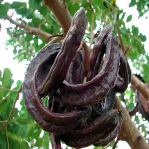 Carob - fruits et légumes vendre de carobej'ai des caroubes de bonne qualité à vendre. j'en ai une quantité importante. le produit est 100% algérien.alger alger algérie algérie algérie algérie 