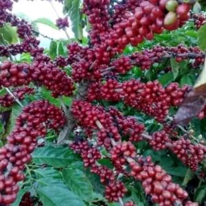  URGENT Café vert arabica non torréfié  - café cacao thé 80 tonnes de café vert arabica non torréfié disponibles actuellement.--c'est un café de la qualité g1 et g2 aux arômes uniques, une faible teneur en protéines.  nous vendons en fob ou cif et nous sommes prets à exporter à l' international.