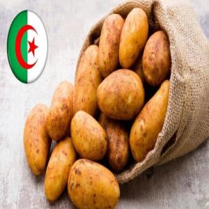 Exportation de Pommes de Terre Algériennes  - fruits et légumes nous proposons des pommes de terre fraîches,  cultivées en algérie,  reconnues pour leur qualité exceptionnelle et leur goût authentique.--pour toute collaboration ou commande,  contactez-nous. qualité garantie,  livraison rapide.