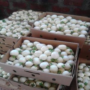 Premium White Eggplants   Uganda - fruits and vegetables premium white eggplants for sale   uganda   export quality----product details-----variety- white eggplant--origin- uganda--packaging- 7 kg cartons--transport- air freight--availability- year-round supply--description---we supply high-quality white eggplants from uganda,  known for their mild flavor a