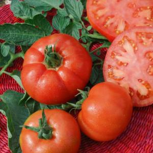 Exportation de tomates de qualité supérieure - fruits et légumes à la recherche de tomates savoureuses et de qualité pour vos marchés ?----notre entreprise algérienne propose des tomates cultivées dans des conditions optimales,  reconnues pour leur fraîcheur,  leur goût exceptionnel,  et leur longue conservation.----dis