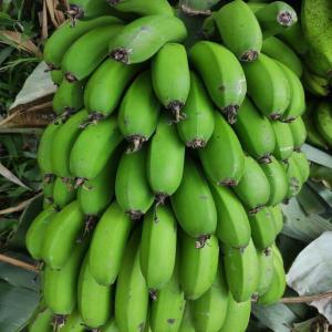 Manioc/banane de Madagascar  - fruits et légumes bonjour, --nous sommes une société française spécialisée dans l'exportation des fruits et légumes malgache.--nous sommes implanté à tamatave,  majunga et mayotte.--nous avons l'habitude de travailler avec des investisseurs mahorais,  comorien et c