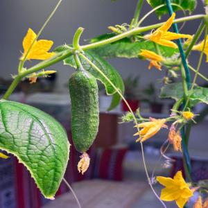 Produits de haute qualité  - lait et produits laitiers nous fournissons du basilique,  de la menthe,  du laitue,  des épinards (produit hydroalcoolique) et beaucoup d'autres produits  légumes et fruits  avec avec toutes les garanties 