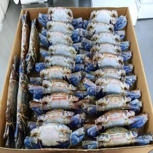 Bleu swimming crab  - fish we are seafood company from tunisia we export seafood products,  bleu swimming crab --any interested contact us at whatsapp or email