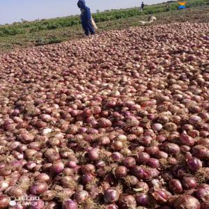 Oignons en vrac à Manga  - fruits et légumes oignons en vrac à manga actuellement. le sac de 100 kilogrammes est à 45000 francs cfa. la tonne coûte 450000 francs cfa.