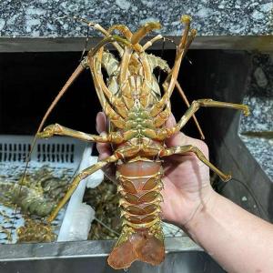 Recherche de fournisseur langouste - coquillage crustacé bonjour, --nous sommes a la recherche de fournisseur de langouste pour doubaï et nous cherchons une société ou personne exportatrice pour collaboration durable.