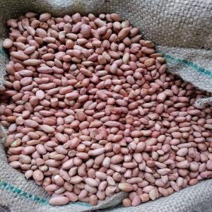 Red And White Ground Nuts - seed plant seed we have red and white ground nuts we have 25000 tons available for export--note --only serious buyer or buyer mandate should contact me----we have red and white ground nuts we have 25000 tons available for export--note --only serious buyer or buyer mandate should contact me