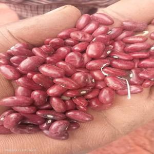 Kidney Beans  - coffee cocoa tea we are supplier and exporter of kidney beans.--product type- kidney beans --color- red --style- dried --drying process- ad cultivation--moisture- 16.5% --max imperfect- 3% --admixture- 0.2% max--quality- 1st grade--sizes- 1.8cm - 2cm,  2cm - 2.5 cm--measurement- 180 to 230 pcs/100 grams --max shape- 