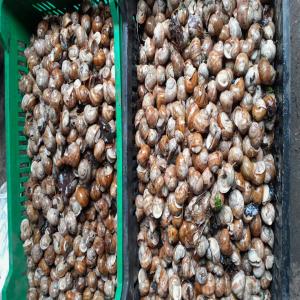 snails  - live animals we are snails (live wild helix pomatia) wholesalers and exporters from larvia. we are looking for partners to sell--we can offer up to 100 metric tons.