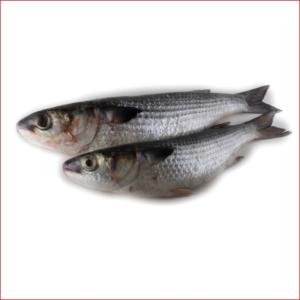 Frozen Fresh Black Tilapia Fish Wholesales  - fish storage type frozen--specification 80-100%--shelf life 24 months--manufacturer optimum--ingredients 0--content frozen tilapia--address china--instruction for use cook purpose--brand name jining optimum feuits & vegetables co., ltd.--model number d230811-07--variety blackchin tilapia--weight (kg) 10kg