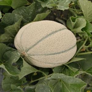 Melons Charentais - Meilleur PRIX! - fruits et légumes nous proposons des melons charentais de qualité exceptionnelle,  cultivés au maroc. nos melons sont sucrés,  frais et parfaits pour vos besoins en fruits de qualité.----qualité supérieure - saveur unique,  chair juteuse.--quantité disponible - trè