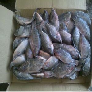 Poisson surgelés - Tilapia - poissons type de produit - poisson--variété - tilapia--style - surgelé--processus de congélation - bqf (bloc quick frozen)--forme - bloc--partie - entier----conditionnement - vrac (sachet plastique + carton)--durée de conservation - 1 an--poids total - 10 kg par unité