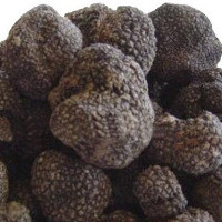 Truffe Noire d'été -Tuber Aestivum Cours 21/05 - champignon levure truffe noire d'été fraiche tuber aestium - cours de la semaine de 21 au 27 mai  --150 euros / kilo --parfum 6.5 sur 10,  taille 7.5 sur 10 livraison 24 h. --transport 30 euros --les prix des truffes fraiches sont ajustés toutes les semaines en fonction des cours 