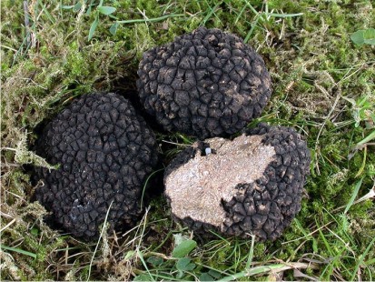 truffes, truffles, Trüffel - fruits et légumes importateur et vendeur grossiste de truffes de la flore spontanée des carpates de la roumanie. --les truffes sont entièrement écoligiques.