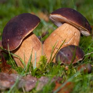 champignons sauvages, mushroom, waldpilzen - fruits et légumes importateur et vendeur grossiste de champignons sauvages,  de la flore spontanée des carpates de la roumanie. --tous les champignons sont entièrement écoligiques.--les champignons sauvages sont disponibles fraîches,  congelées ou séchées.