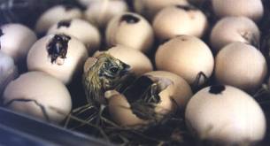 vente des poussins de caille et caille en gros - viandes et oeufs je possède une petite ferme pour élevage des cailles et je suis pret maintenant pour la vente en gros et pourquoi pas élargir ma production si je trouve des clients qui s’intéresse de mon offre, je suis au début de ma carrière et je désire bien que ce 