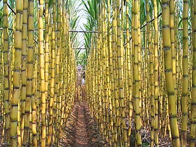 la canne à sucre fraîche à la vente