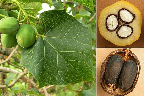 Production de jatropha au Bénin pour esportation. - energie renouvelable  le jatropha se présente sous la forme d’un arbuste à fleurs rouges et à feuillage coriace et vert foncé qui peut atteindre une hauteur de 5 m et qui prolifère dans les zones semi-arides.----les baies et la sève sont toxiques et la plante n’est donc comestib