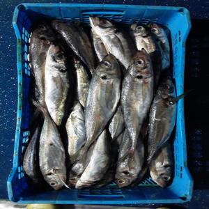 poissons congelée DAkhla 