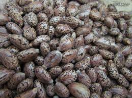 Castor Seed - semence graine plant specifications--castor seeds with high productivity,  it is use for oil extraction,  by-product of seed is used for animal feed.----castor seeds specification--fiber- 16% minimum--nitrogen-  4%--protein- 29% minimum--oil content- 48 to 49% minimum--phosphorus-  1%--moisture- 8% maximum--inspection- sg