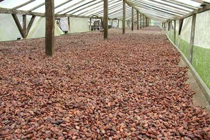 Le cacao et le café pour la vente