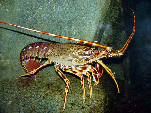 Langoustes - coquillage crustacé bonjour je recherche des clients pour besoin de langoustes frais et surgelés et vivants. de très bonne qualité les langoustes(palinurus elephas) langouste rouge,  royale ou bretonne de la côte atlantique à la chaires blanche. veuillez passé vos commandes  