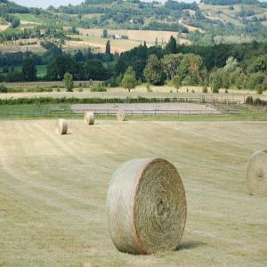 Foin de prairies, récolte 2013 - aliments pour animaux vends foin fin de prairies naturelles de qualité extra.--boules de 250kg et de 120x120cm donc facilement manipulable à la mains.--idéale pour les centres équestres et particuliers.--les boules sont réalisées sur l'exploitation car elles sont utilisées