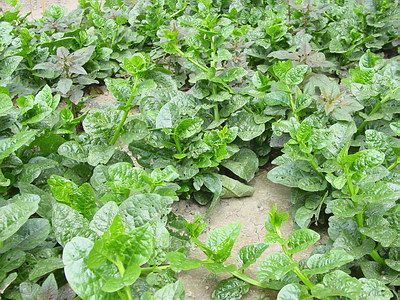 Legumes épinards indien pour la vente