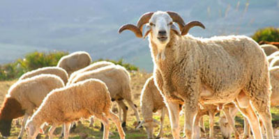 des moutons marocain - animaux vivants nous sommes une sociètè marocaine de commerce et nous cherchons des clients interissè par l'achat des moutons marocain de bonne race et excellante qualitè/prix