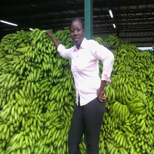 banane douce naturelle  - fruits et légumes vente de banane douce en grande quantité de la cote d'ivoire ver les autres pays en vrac en cartons en caisses 