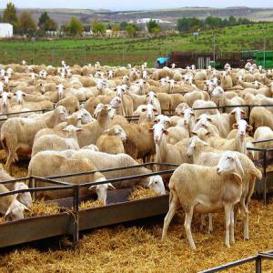 TAUREAUX Y AGNEAUX  - animaux vivants bonjour nous somme entrain de chercher un fournisseur des animeauxvivant ( trearaux et agneaux vivants) limousin ,  croiser +manchego,  merino entre 30 et 40 kg --