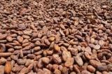 CACAO,CAFE ET THE - café cacao thé cacao et du café--  	nous sommes producteur et fournisseur de cacao et café de haute qualité en provenance du cameroun. nous utilisons des systèmes modernes pour sélectionnée la meilleur grains.nous vendons à très bon prix--