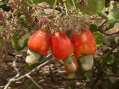 acajou partenariat - fruits secs et graines grillées nous somme acteur de la filière cajou au bénin. pour les campagnes prochaines,  nous souhaitons avoir de partenariats avec de gros importateurs vers l'inde et l'europe. contacter nous pour d'ample discutions. 