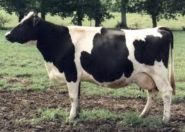 Génisses pleine holstein ou jersey recherchées - animaux vivants agriculteur particulier cherche à acheter 20 à 30 génisses pleines (6 mois de gestation)de races pure prim holstein.