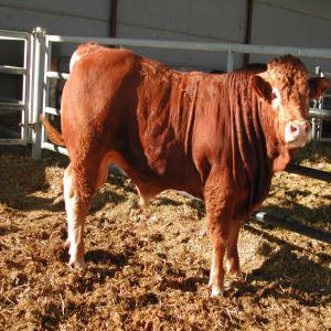 VENTES DE BOVINS - animaux vivants espagne vente de bovins de qualite pour l´engraissement et abattage, croises de charolas/limousin,  holstein nous pouvons participer pour une aide et solutions dans l´alimentastion en general pour obtenir toute une réussite avec des coûts réduits.