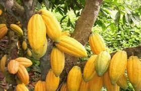 cacao de qualité - café cacao thé mon entreprise est spécialisée dans le rachat  et la vente de cacao en côte d'ivoire.et je desis avoir des clients (es )en europe pour vendre mes produits. je souligne que mon entreprise est sérieuse donc je souhaiterai collaborer avec des clients sérieux.--