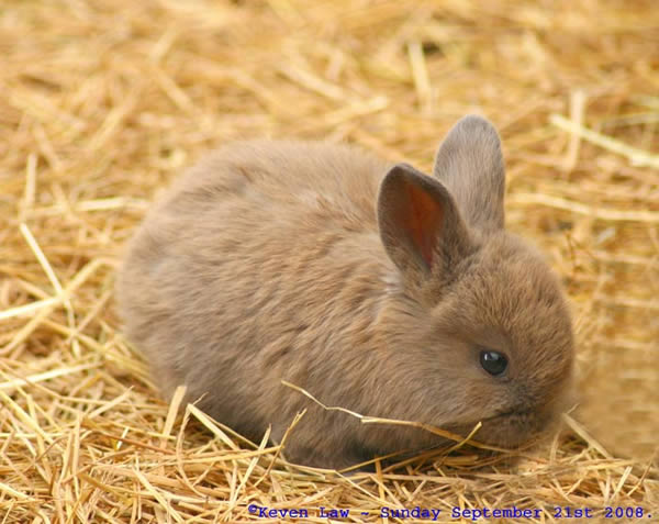 demande de partenaire  - animaux vivants demande de partenariat pôur cocretiser un projet dans agro-pastoral(elevage de volaille et d autres)