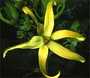  huiles essentielles d ylang ylang