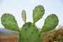 huile de cactus