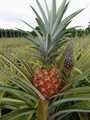 ananas naturel bon pris par fruits