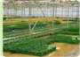 primplants - producteur de plants suisse romande