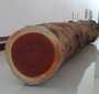 padouk africaine/ african padauk