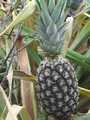 ananas et fruits tropicaux du bénin et de l'afriq