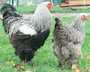 vente de poules geantes et poussinsa abidjan