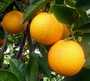 orange nador