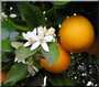 eaux florales - fleurs d'orangers..