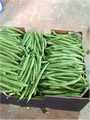 fresh fruits and vegetables from morocco